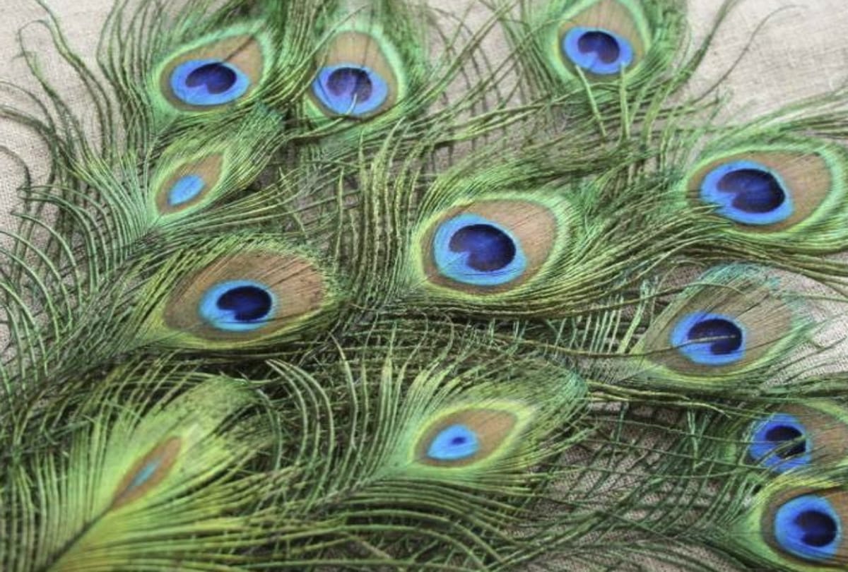 vast tips peacock feather remove your all problems