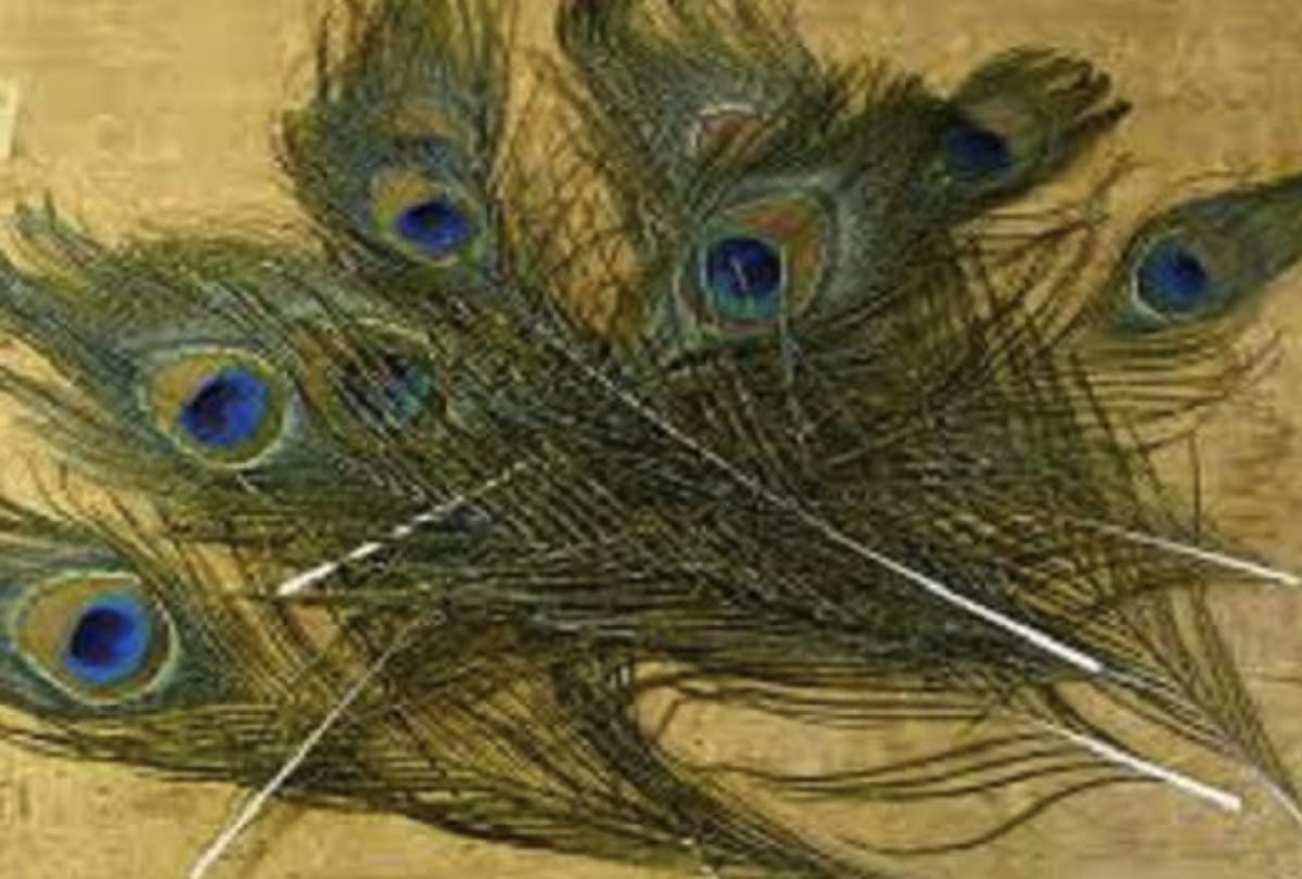 vast tips peacock feather remove your all problems