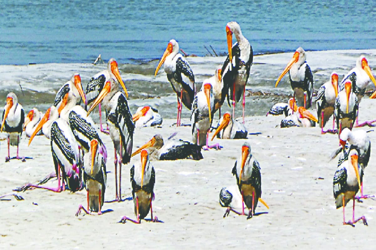 World Migratory Bird Day 2019: The way they come, same way they return