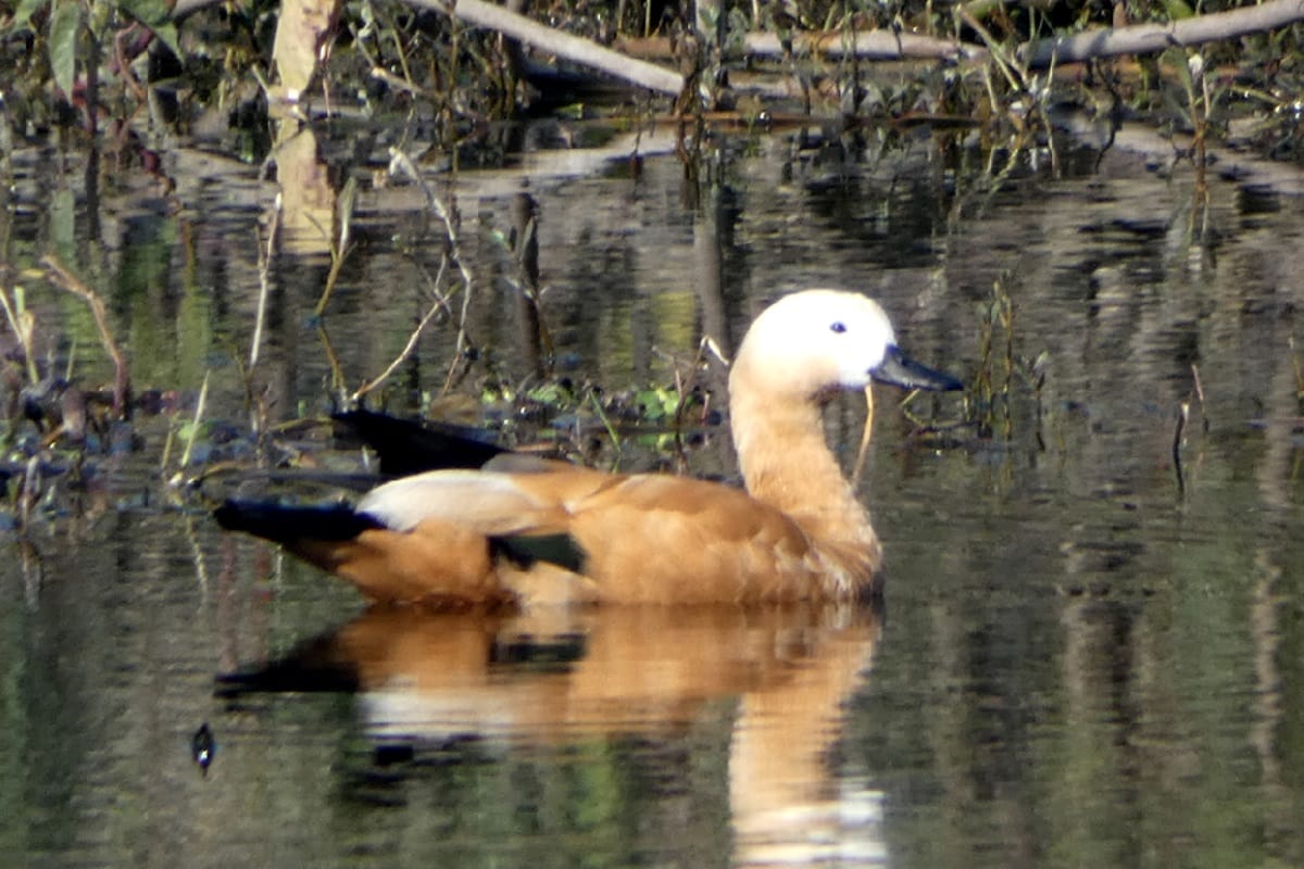 World Migratory Bird Day 2019: The way they come, same way they return