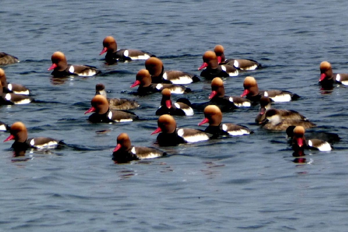 World Migratory Bird Day 2019: The way they come, same way they return