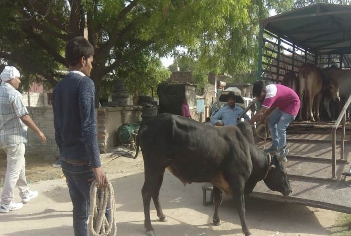 terror of bulls in lucknow