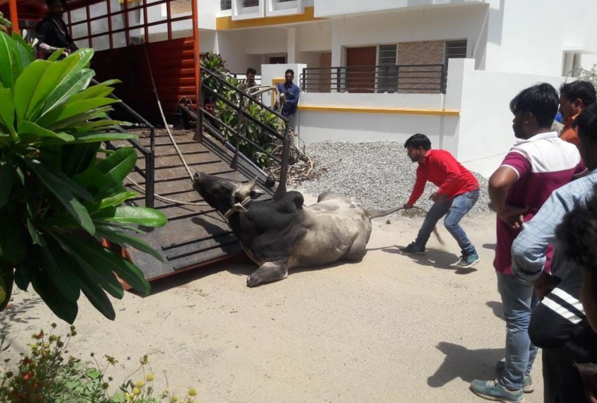 terror of bulls in lucknow