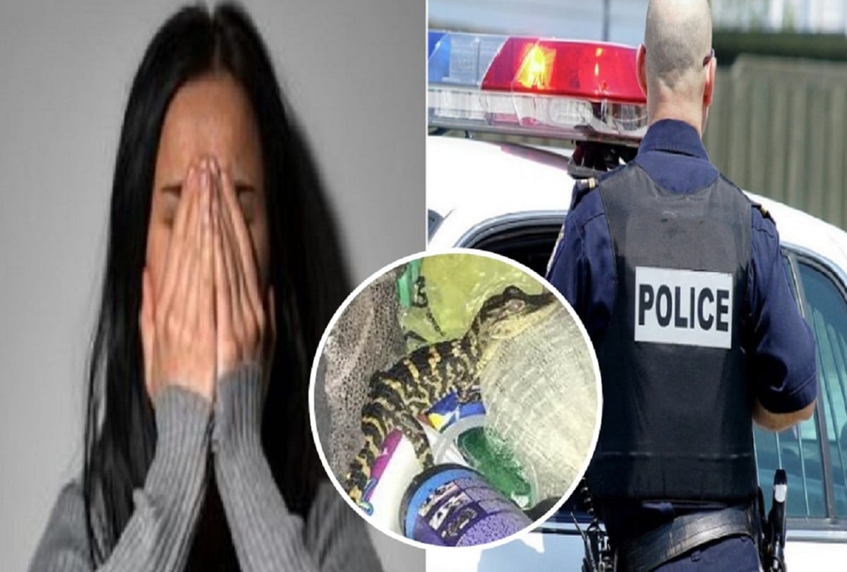 Small Crocodile found from woman yoga pants in Florida