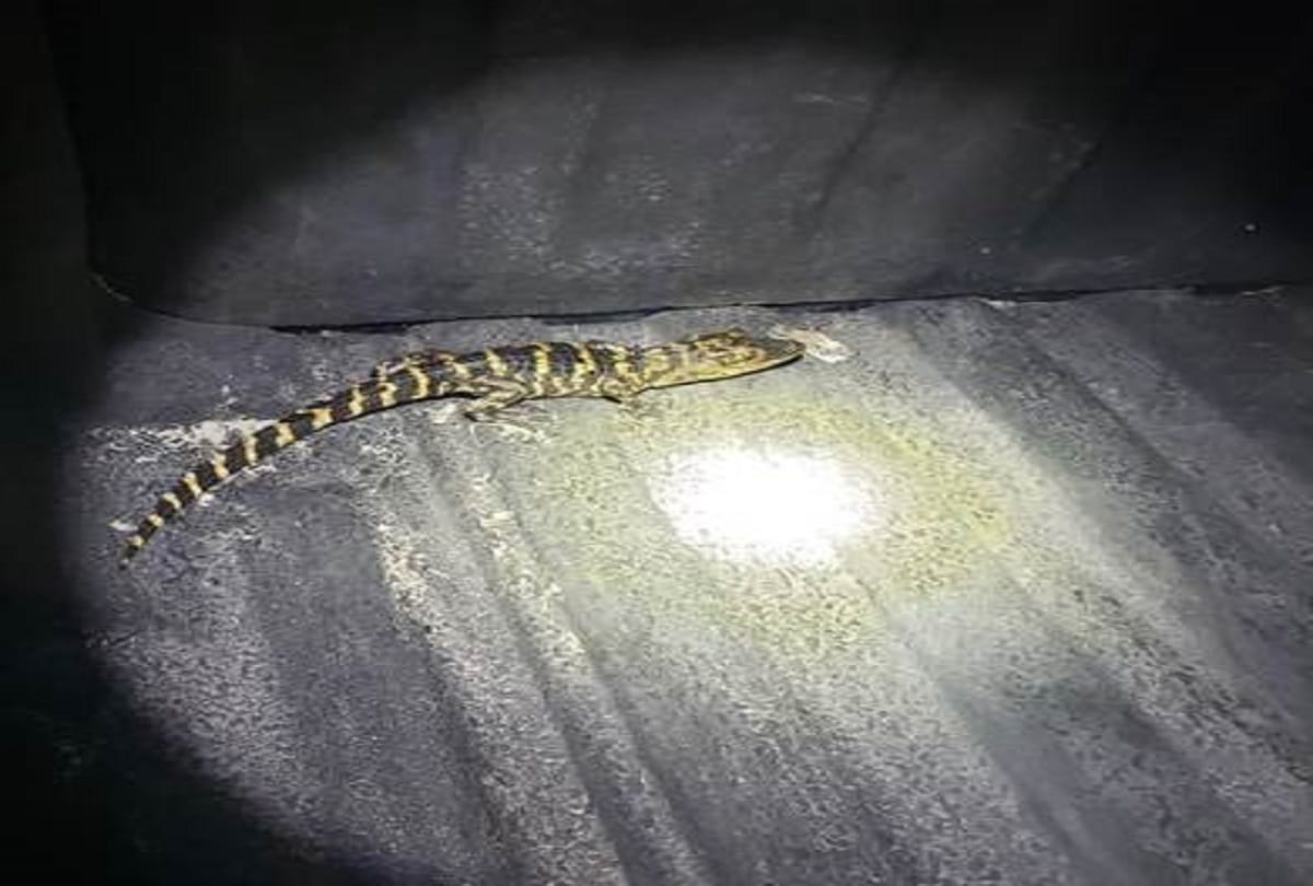 Small Crocodile found from woman yoga pants in Florida