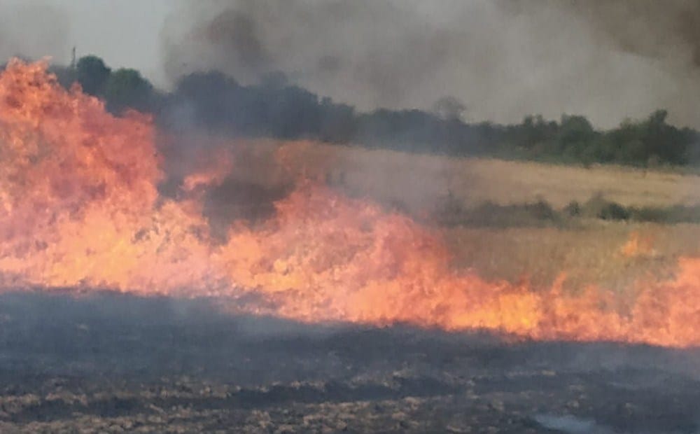 shop and crop burnt