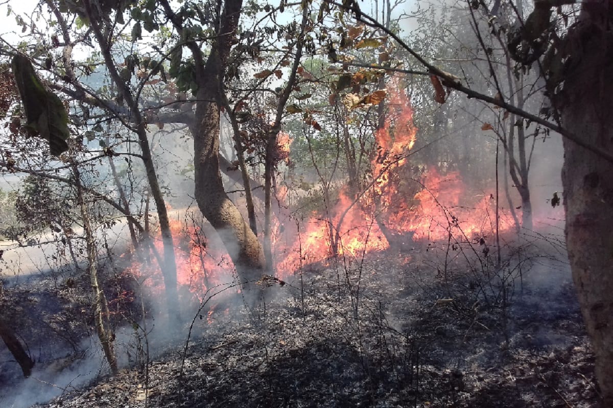A fire broke out in Sahuvala forest in Bijnor and the many officers is on the spot