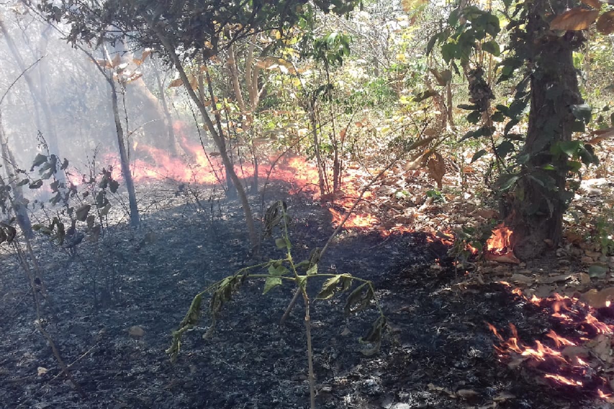 There is a fire in the Sahuvala range forests in Bijnor and there is panic in the farmers