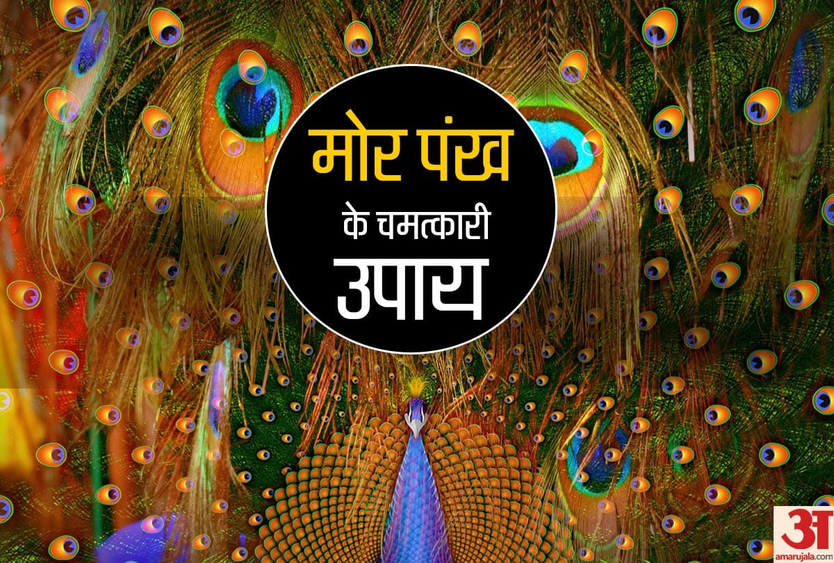 vast tips peacock feather remove your all problems