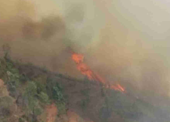 Wildfire, which reached Bukoria Tum of Budam, burnt a crop in the field.