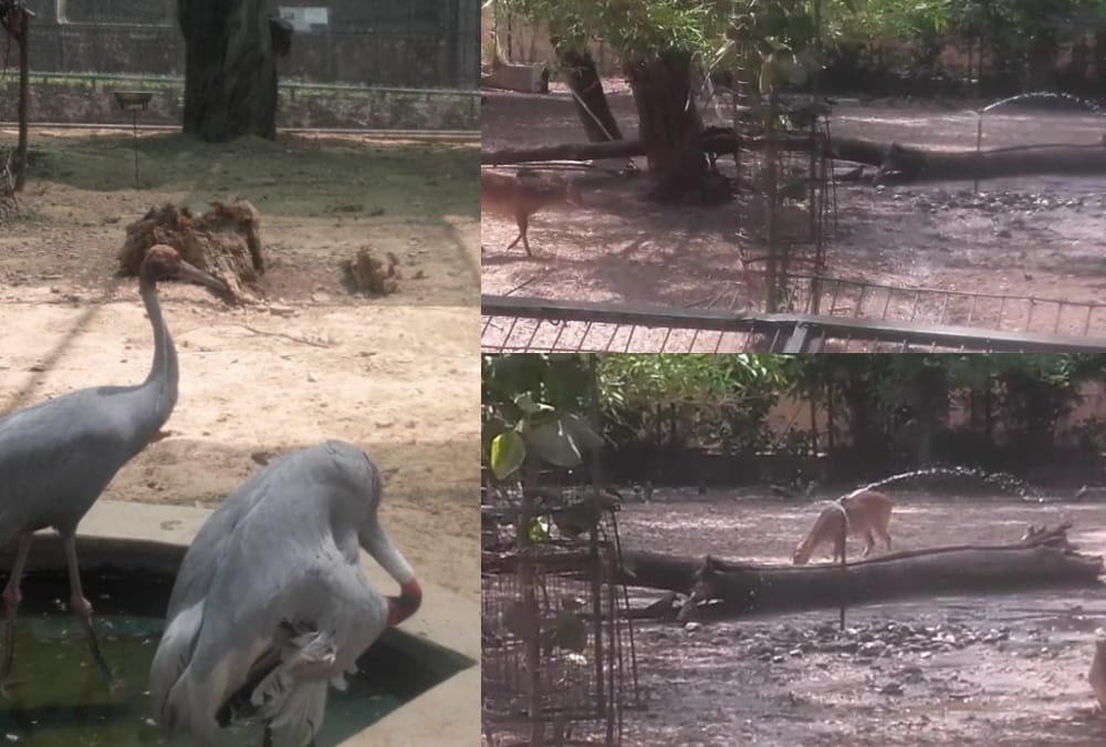 this is how animals in lucknow zoo resting in summer.