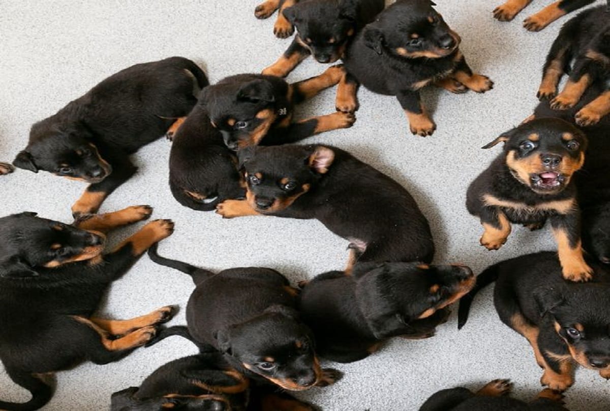 Rottweiler Dog gave birth to 16 puppies together in Britain