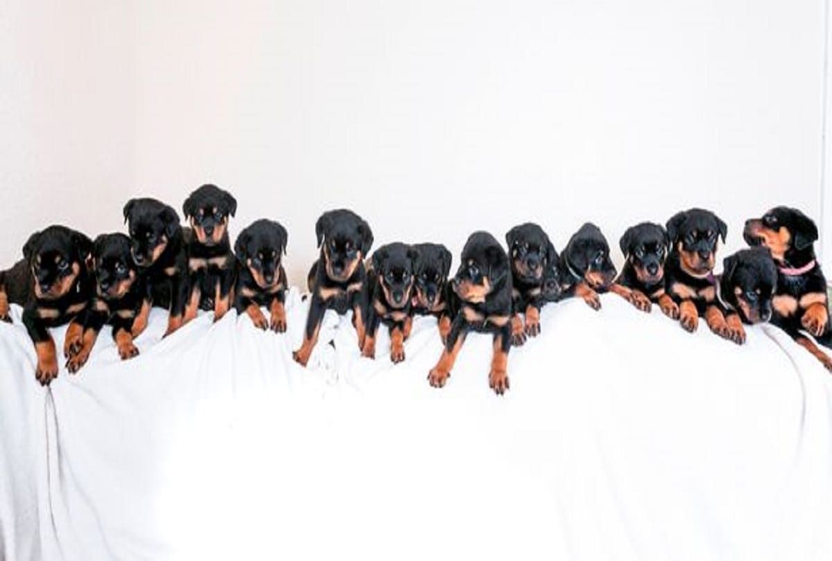 Rottweiler Dog gave birth to 16 puppies together in Britain