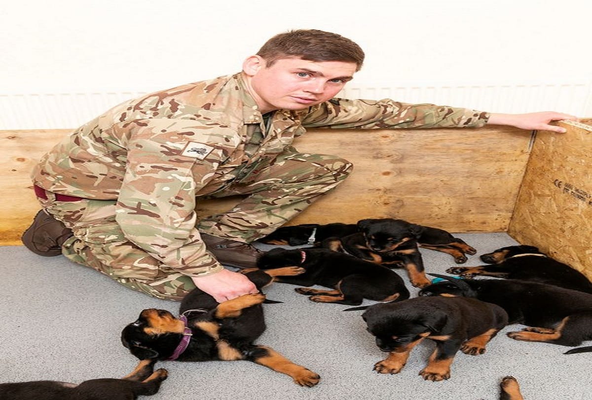 Rottweiler Dog gave birth to 16 puppies together in Britain