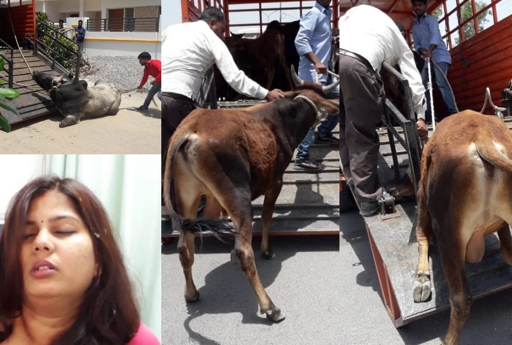 terror of bulls in lucknow