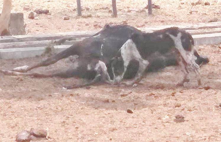 Pollen bodies of Govansh dairy and dogs Noncha
