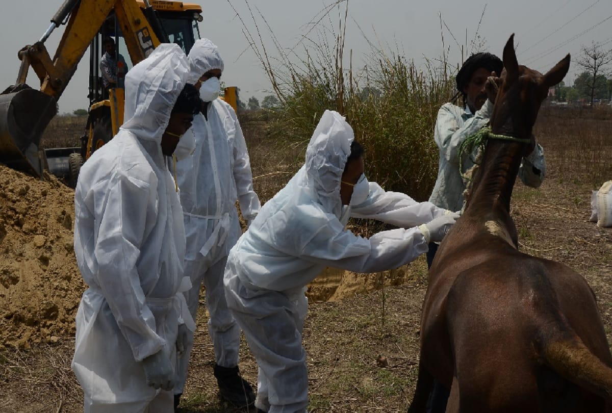 dose of death to Glanders victim horse in bareilly