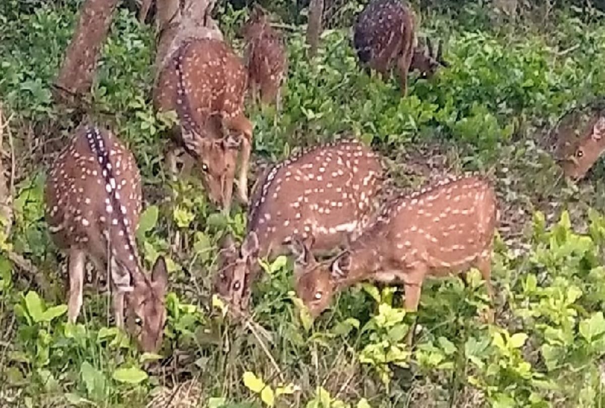 Wildlife counting starts today in Dudhwa tiger reserve