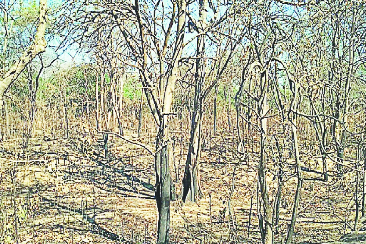 Forest department has lost lakhs of Rupees due to fire in Baghpat forest