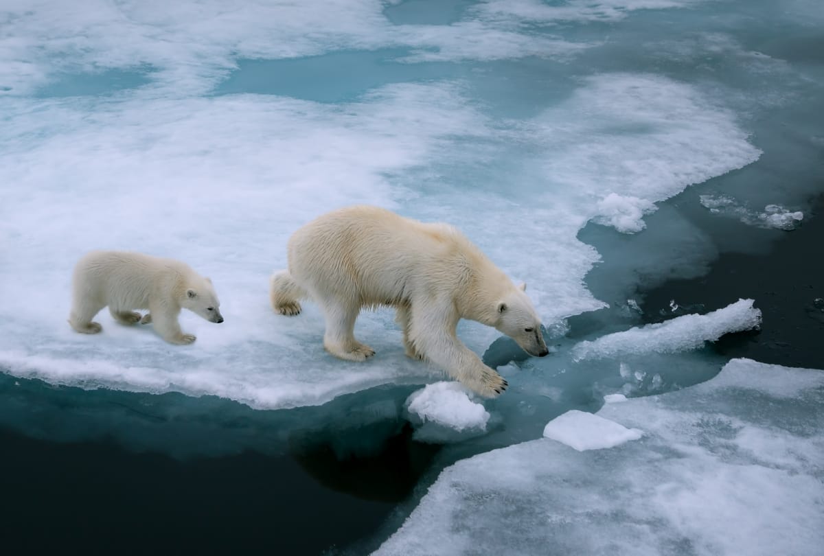 global warming harmful effect