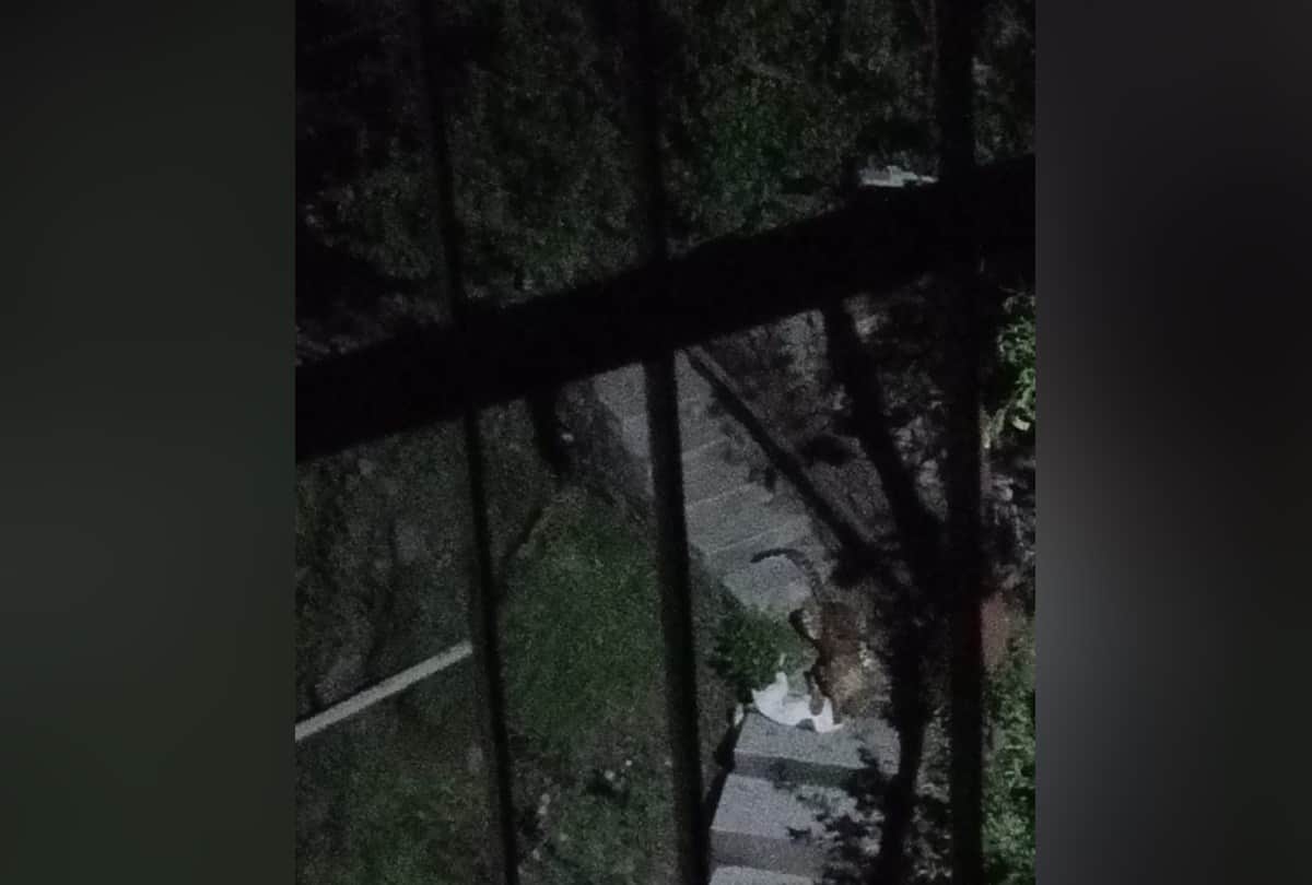 Leopard in Jeevanu Colony Kasumpti Himachal Pradesh