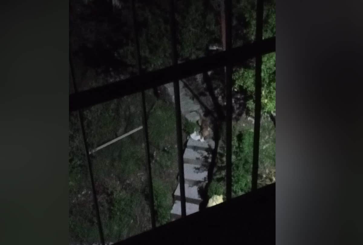 Leopard in Jeevanu Colony Kasumpti Himachal Pradesh