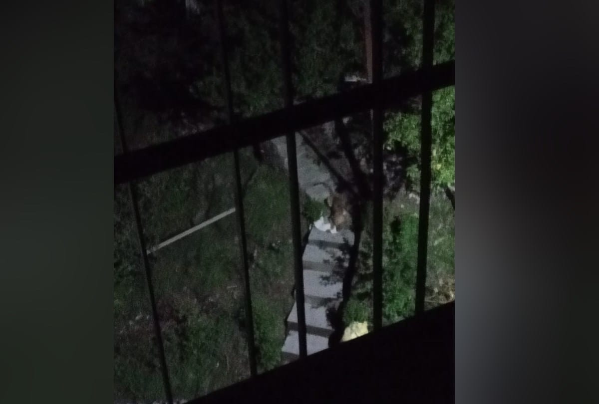 Leopard in Jeevanu Colony Kasumpti Himachal Pradesh