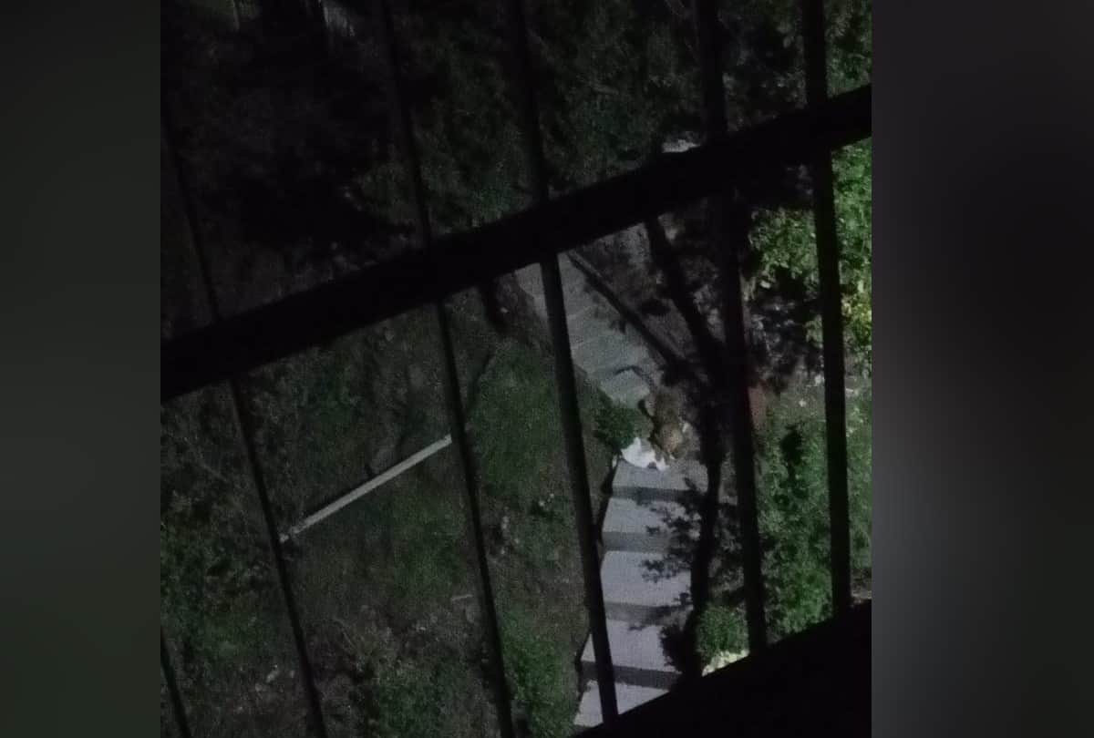 Leopard in Jeevanu Colony Kasumpti Himachal Pradesh