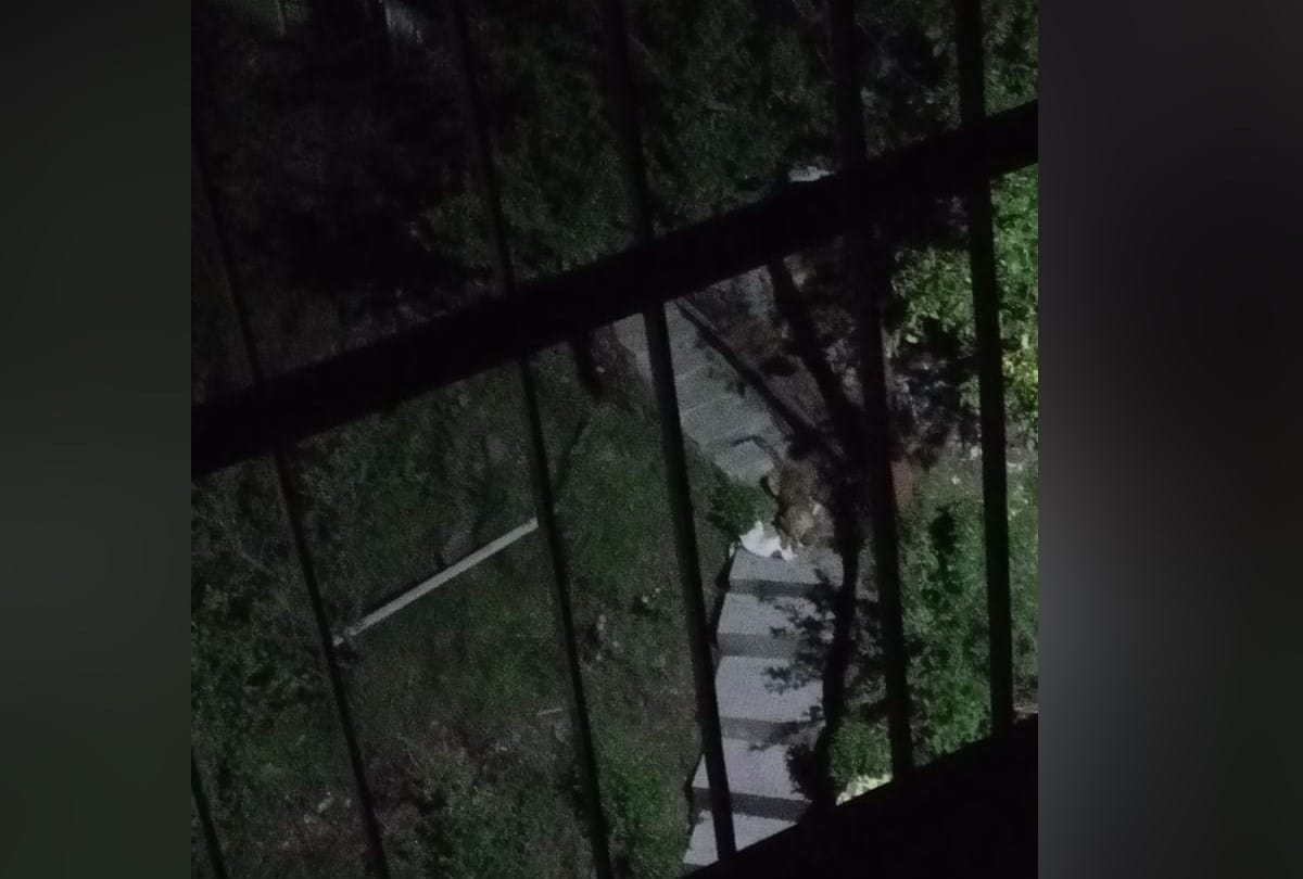 Leopard in Jeevanu Colony Kasumpti Himachal Pradesh