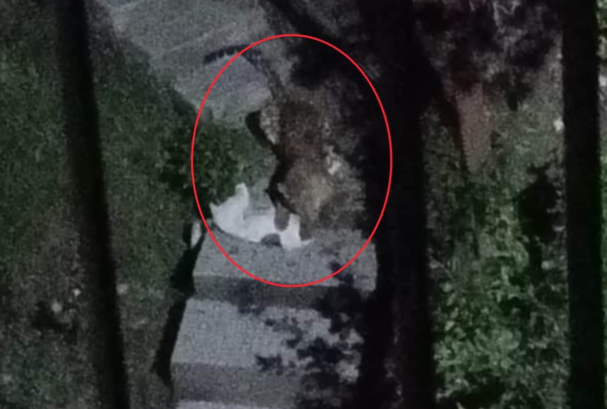 Leopard in Jeevanu Colony Kasumpti Himachal Pradesh