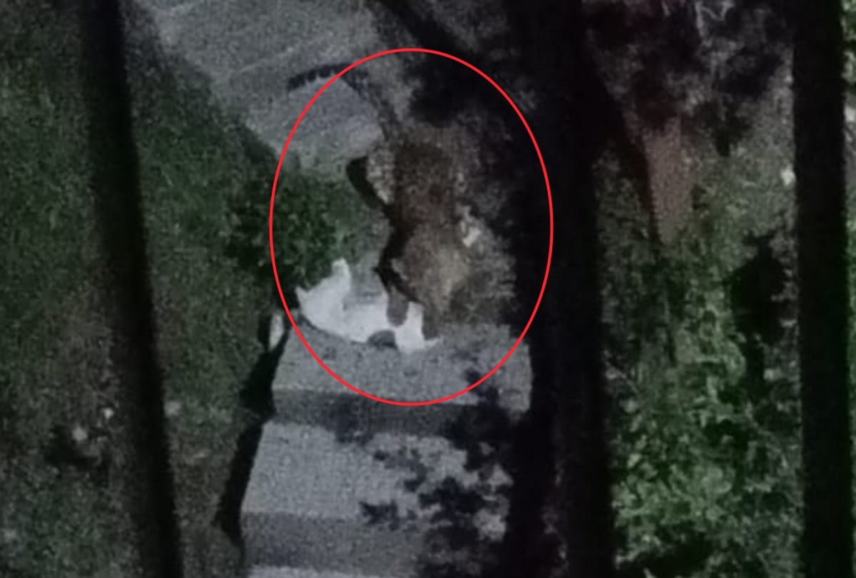 Leopard in Jeevanu Colony Kasumpti Himachal Pradesh