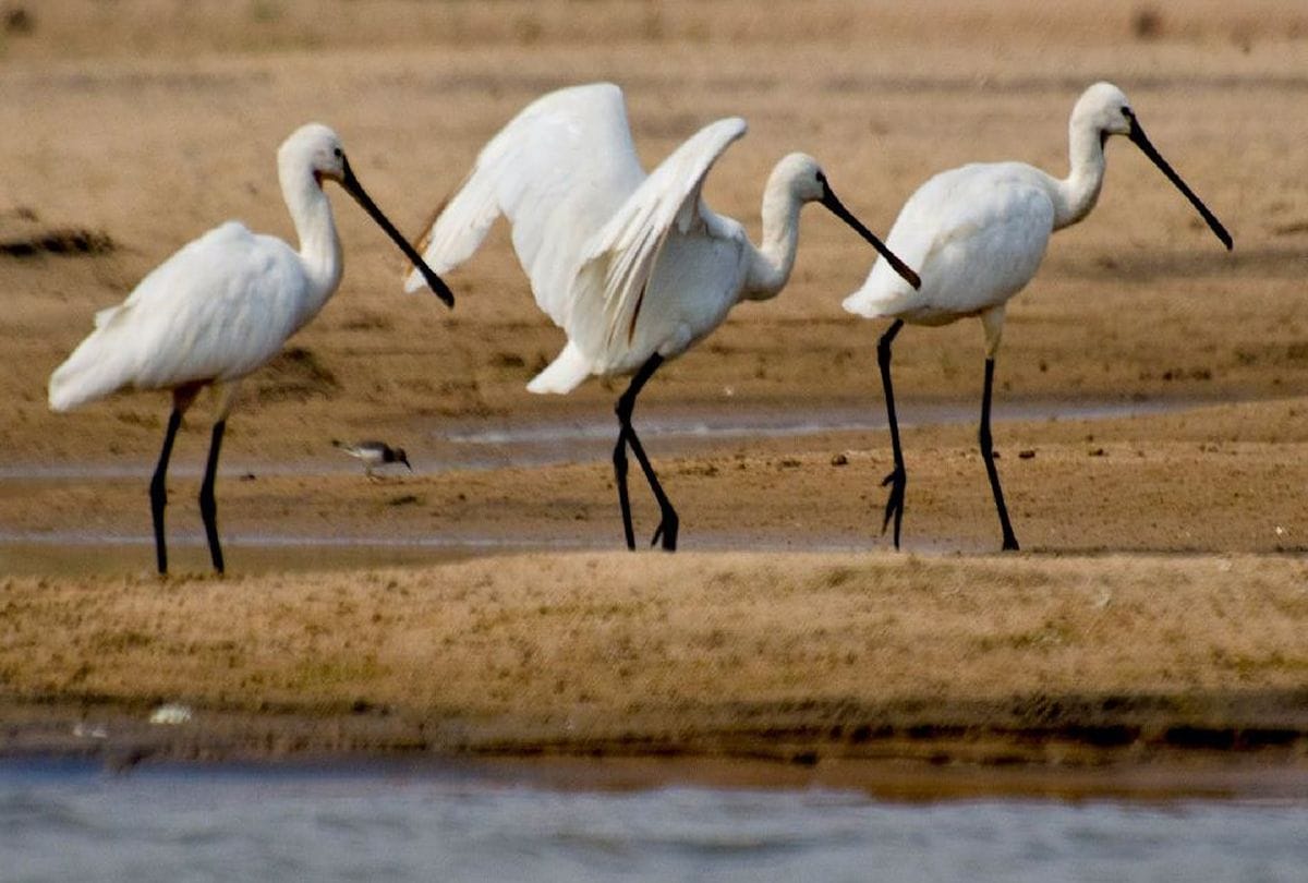 Bar Headed Goose Bird Reached Chambal Sanctuary Agra