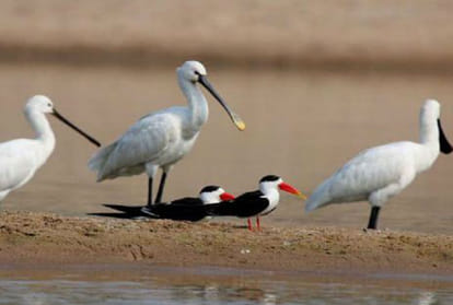 how does climate change and global warming affect bird migration