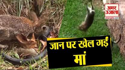 MOTHERS PROTECTING and SAVING their BABIES
