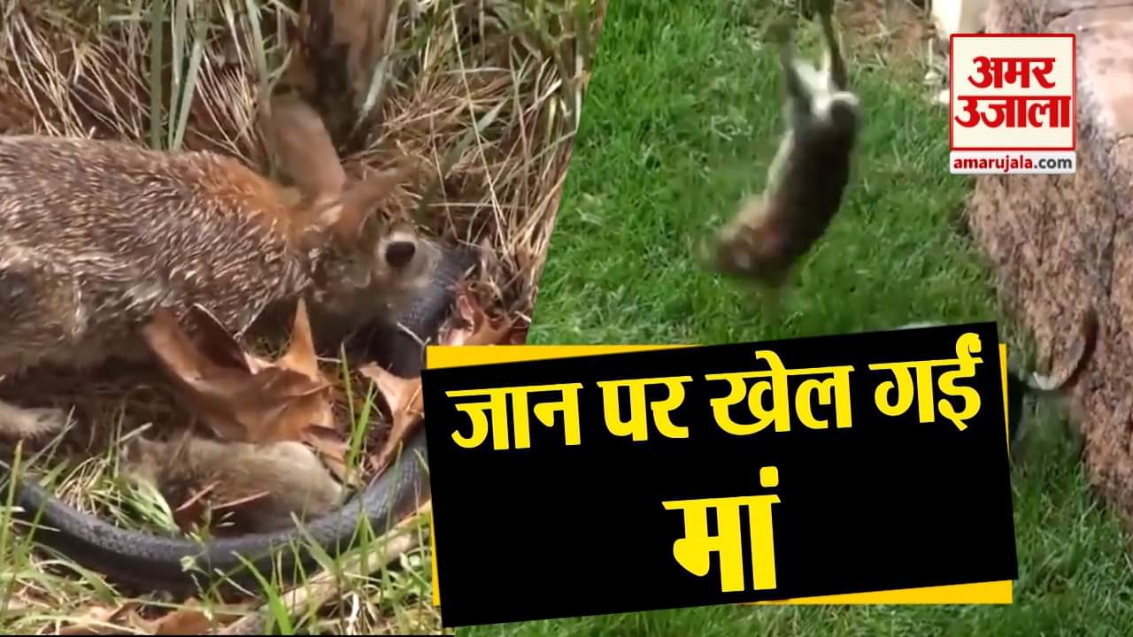 प्रतीकात्मक तस्वीर