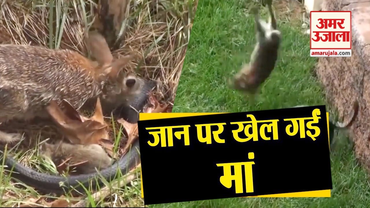 प्रतीकात्मक तस्वीर