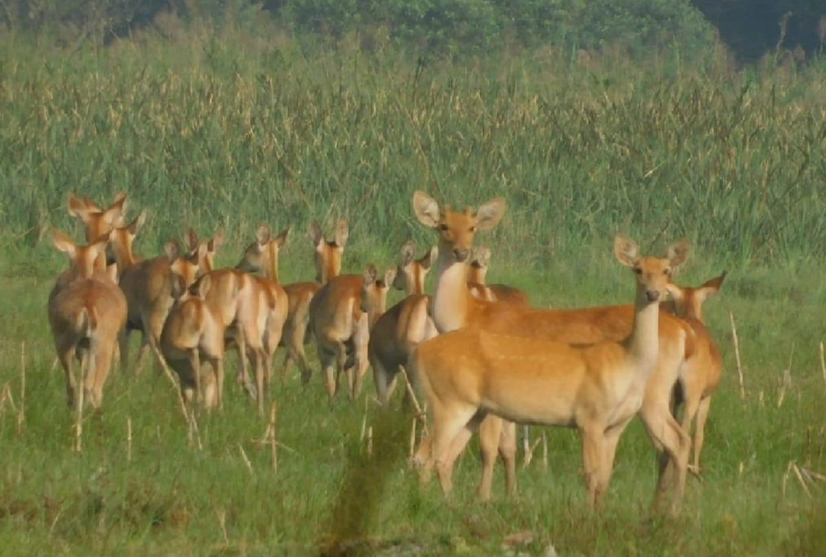 counting of Vegetarian Wildlife: Reindeer seen in Barouhcha drain of the Malani range