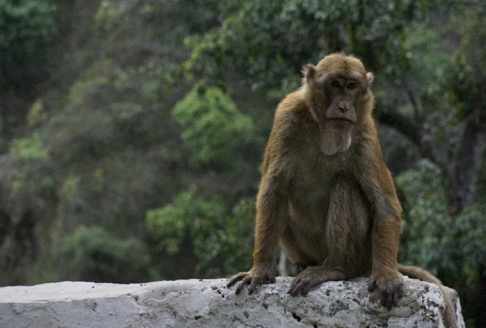 Rare black monkey found in Pithoragarh gauri valley 