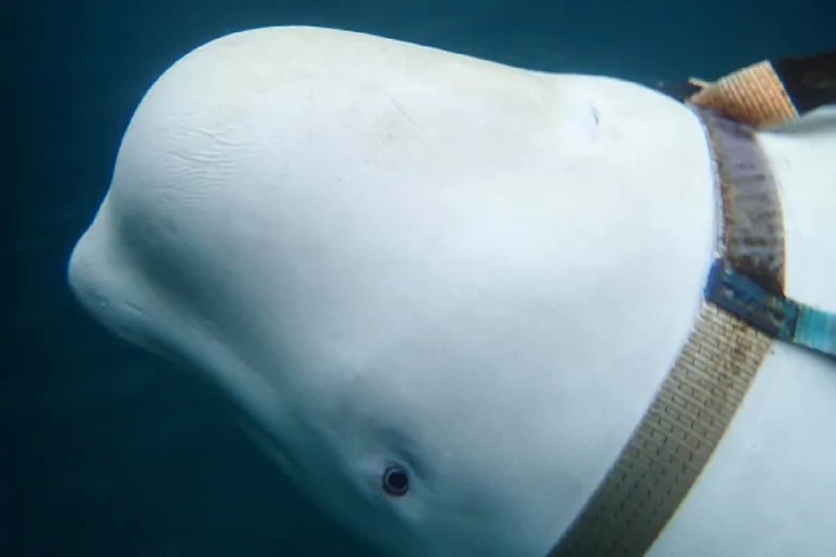 Beluga whale finds drowning iPhone and returns to phone owner, video goes viral
