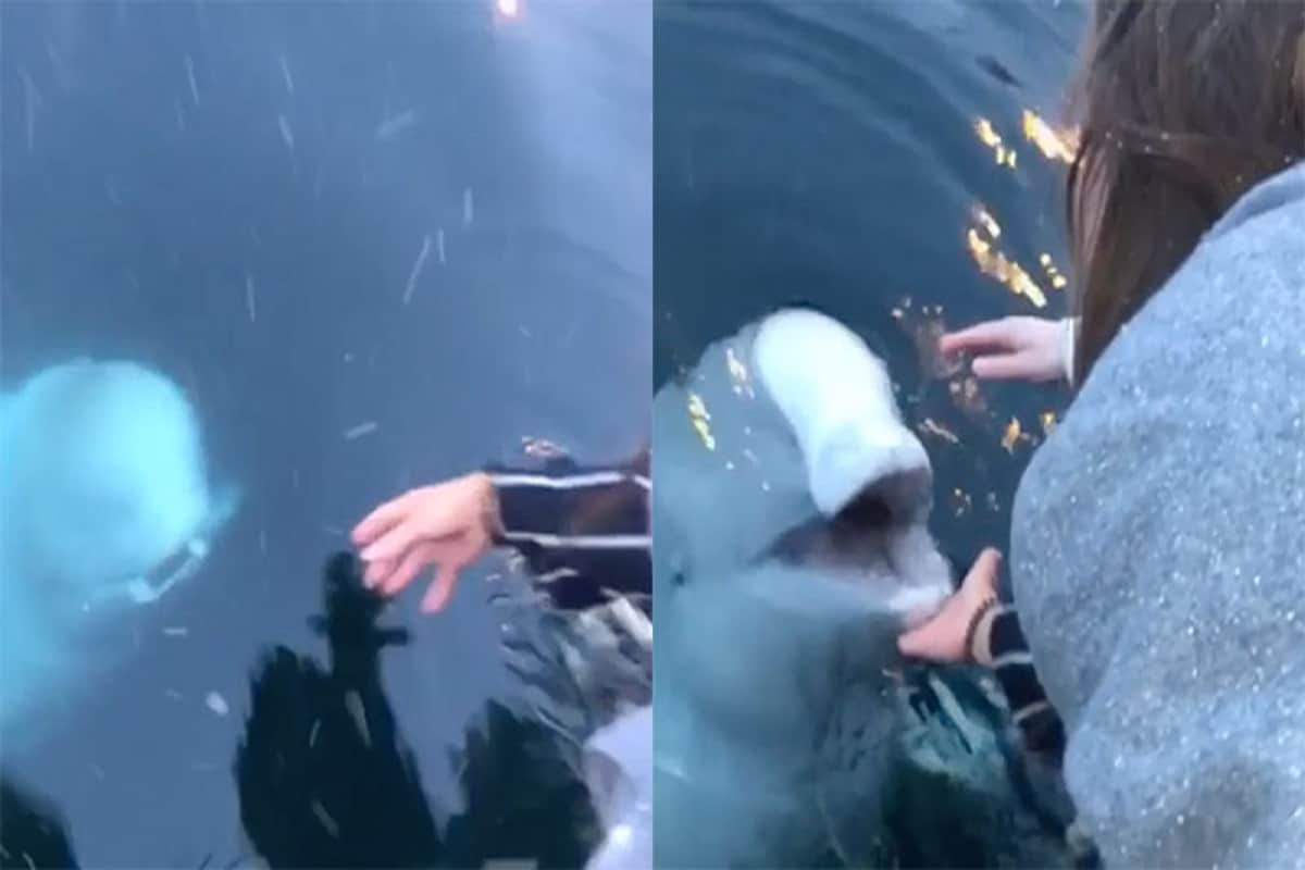 Beluga whale finds drowning iPhone and returns to phone owner, video goes viral