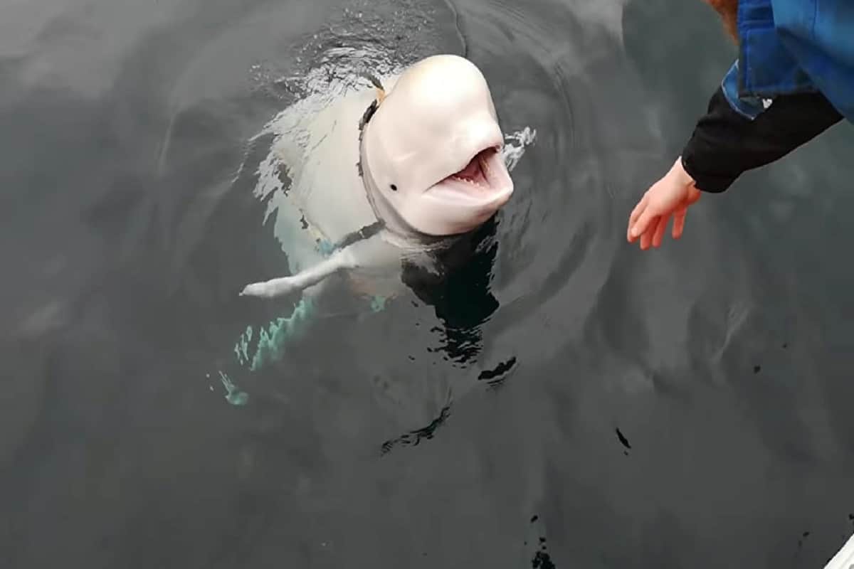 Beluga whale finds drowning iPhone and returns to phone owner, video goes viral
