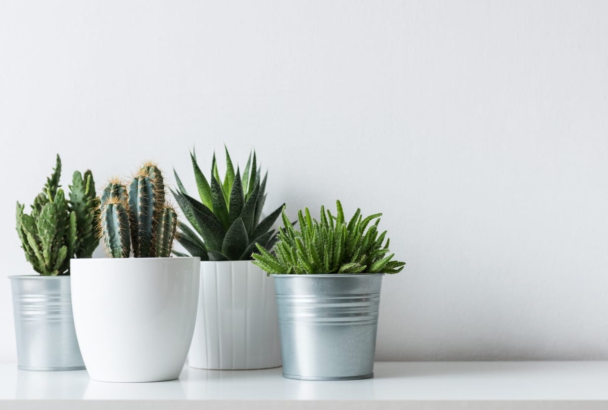 keep amazing indoor plants at your home gives oxygen and fresh air