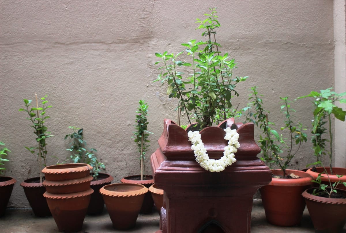 keep amazing indoor plants at your home gives oxygen and fresh air