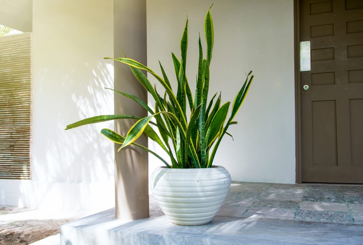 keep amazing indoor plants at your home gives oxygen and fresh air
