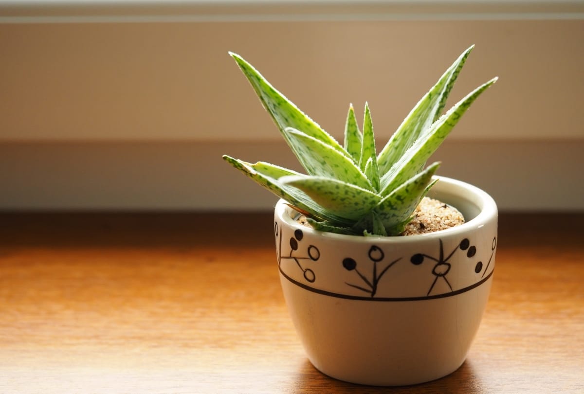 keep amazing indoor plants at your home gives oxygen and fresh air