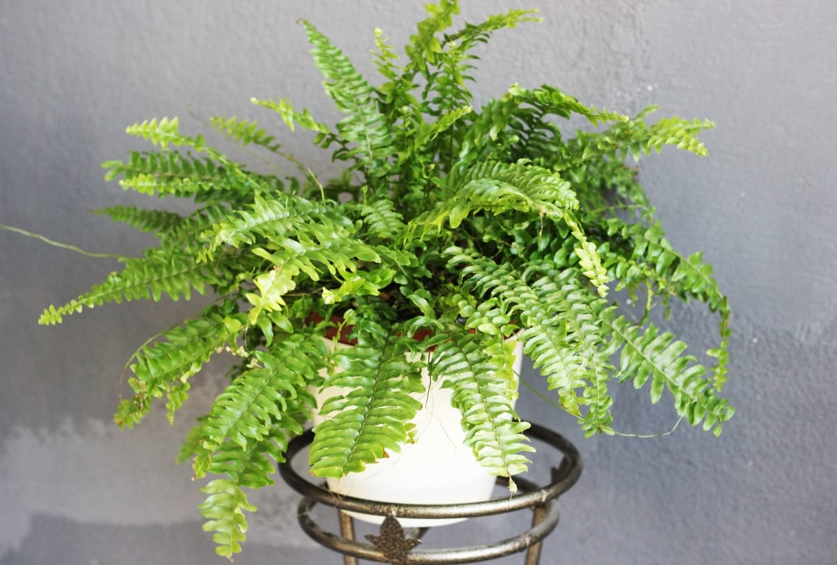 keep amazing indoor plants at your home gives oxygen and fresh air