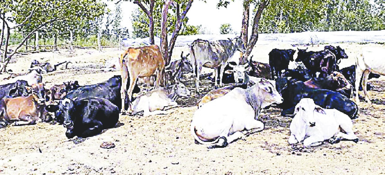 chandenmaala ki ashyaai goshaala me govansh ki maut