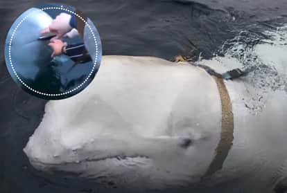 spy white whale returned Mobile phone of woman who accidentally dropped into sea video viral