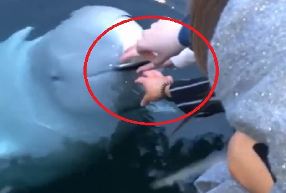 spy white whale returned Mobile phone of woman who accidentally dropped into sea video viral