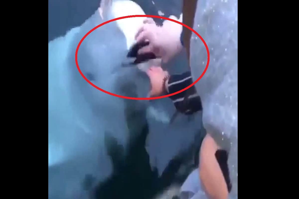 Beluga whale finds drowning iPhone and returns to phone owner, video goes viral